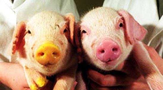 two transgenic pigs